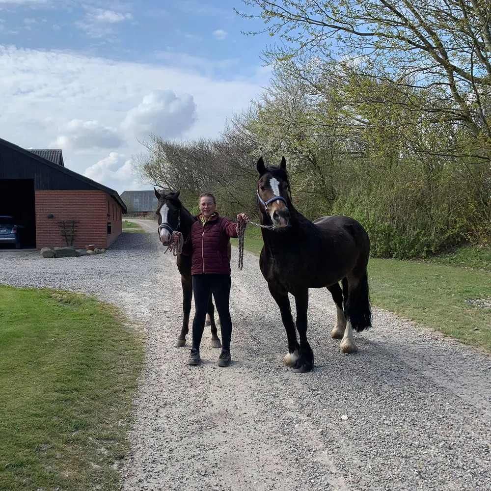 Lemvig Rideklub Billede